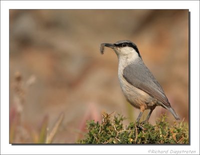 Rotsklever - Sitta neumayer - Western Rock Nuthatch