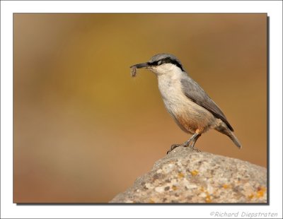 Rotsklever - Sitta neumayer - Western Rock Nuthatch