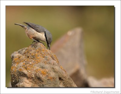 Rotsklever - Sitta neumayer - Western Rock Nuthatch