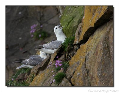 Noordse Stormvogel - Fulmarus glacialis - Fulmar