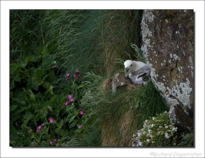 Noordse Stormvogel - Fulmarus glacialis - Fulmar