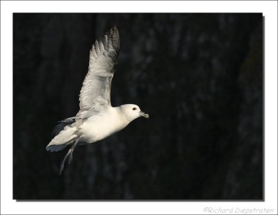 Noordse Stormvogel - Fulmarus glacialis - Fulmar