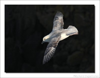 Noordse Stormvogel - Fulmarus glacialis - Fulmar