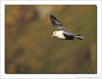 Noordse Stormvogel - Fulmarus glacialis - Fulmar