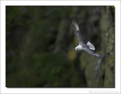 Noordse Stormvogel - Fulmarus glacialis - Fulmar