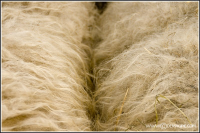 Some more wool