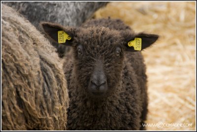 Wensleydale Longwool lamb (dark)