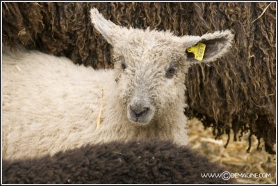 Wensleydale Longwool lamb (white)