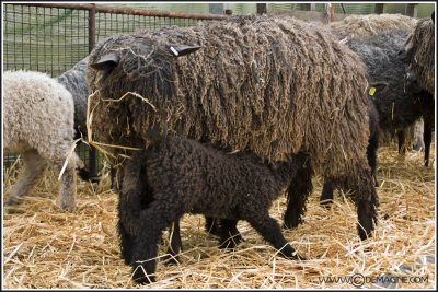 Wensleydale Longwool (dark)