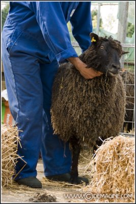Shaving sheep
