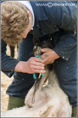 Shaving sheep