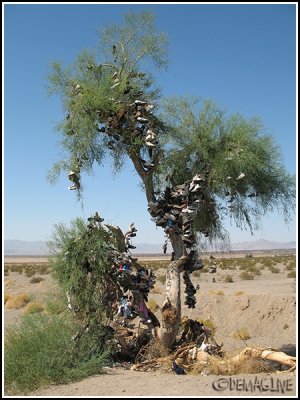 A shoe tree ?
