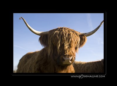 Do you see the little ball of hair on the end of her horn...
