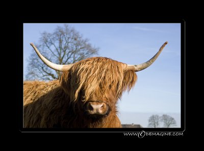 Meet Miep.