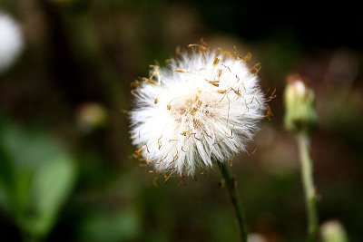 Make a Wish :)