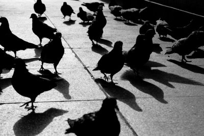 birdsWEB.jpg