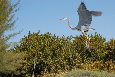 Birds of Sanibel
