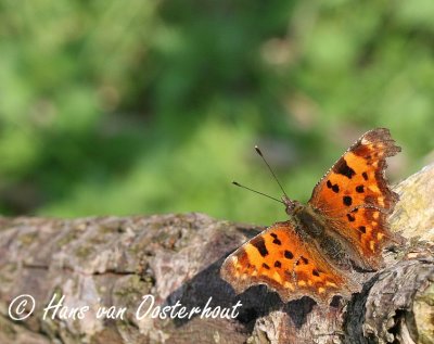 Gehakkelde aurelia - Polygonia c-album