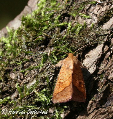 Oranje-O-vlinder Hilverbeek 24 mei 2009