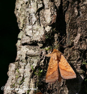 Oranje-o-vlinder - Pyrrhia umbra