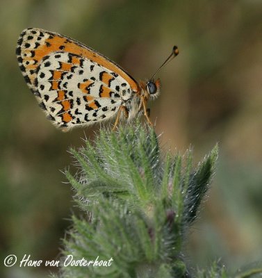 Kaarsparelmoervlinder - Melitaea collina