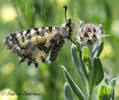 Turkse Pijpbloemvlinder - Zerynthia deyrollei