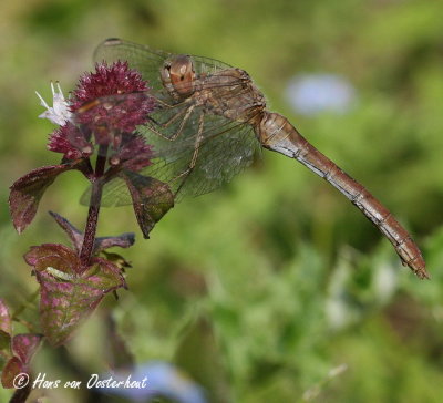 Zuidelijke Heidelibel Millingerwaard 26 september 2009