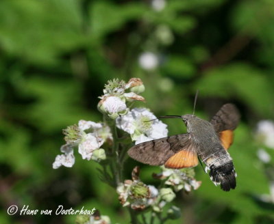 Kolibrievlinder Dordogne 12 juni 2010