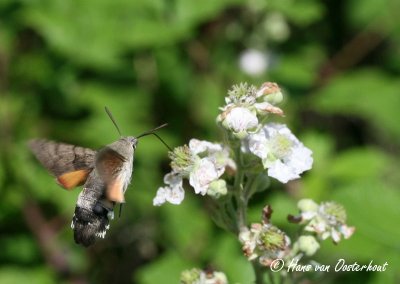 Kolibrievlinder Dordogne 12 juni 2010
