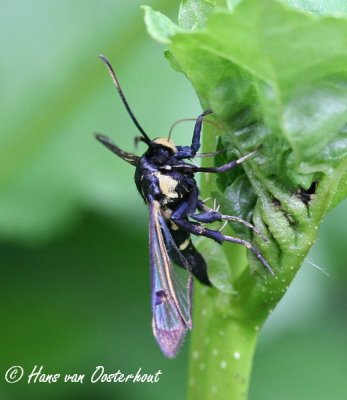 Elzenwespvlinder - Synanthedon spheciformis