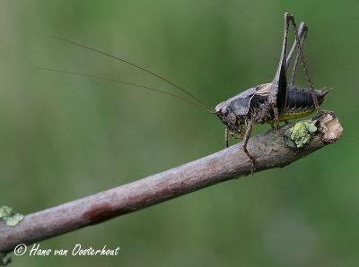 Bramensprinkhaan - Pholidoptera griseoaptera