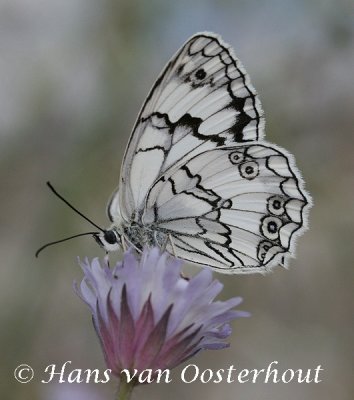 Lesbisch dambordje - Melanargia lesbina