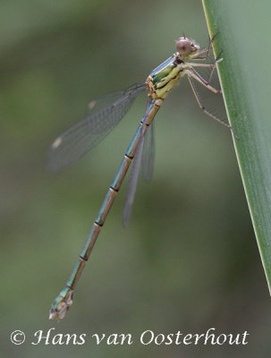 Oostelijke Houtpantserjuffer - Lestes parvidens