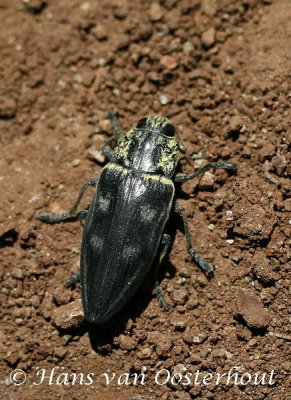 Chrysobothris affinis  Agiassos Lesbos 13 mei 2008