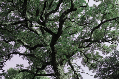 Tree.jpg