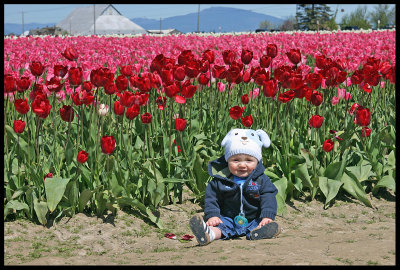 Skagit Valley Tulips