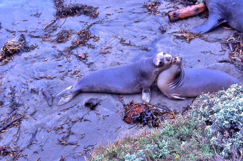 Elephant Seals of Piedras Blancas