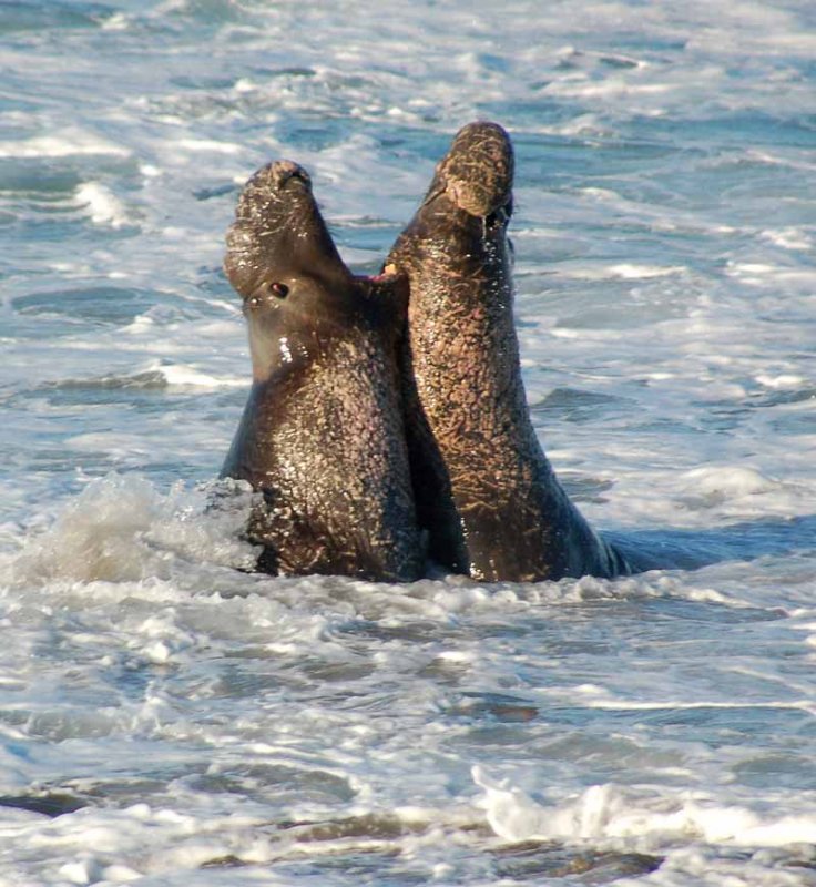 Elephant Seals of Piedras Blancas