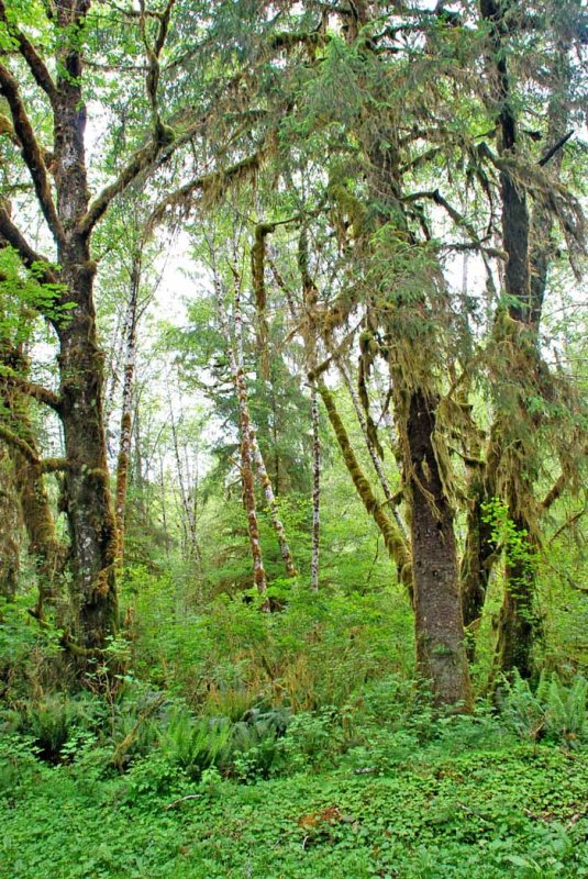 Olympic Peninsula