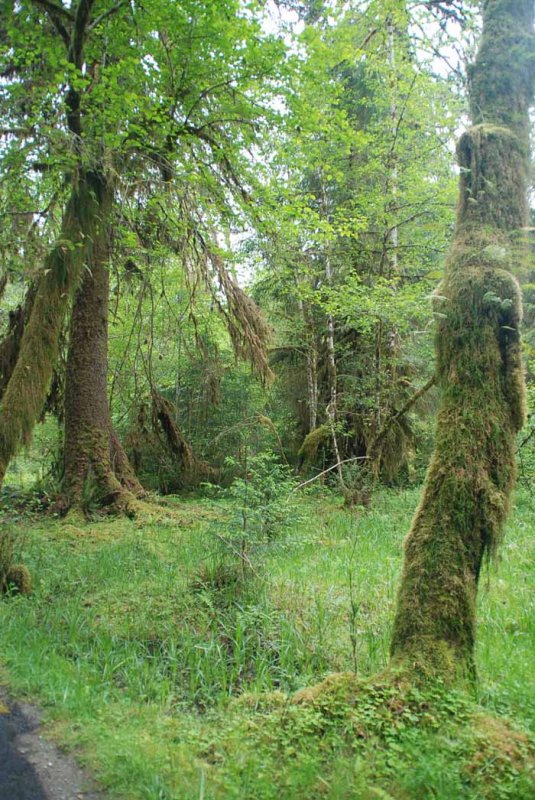 Olympic Peninsula