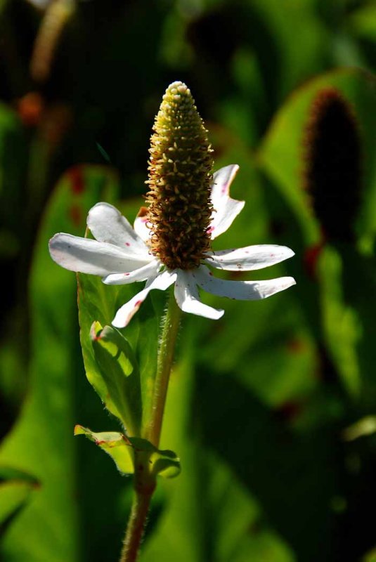 UC Botanical Gardens