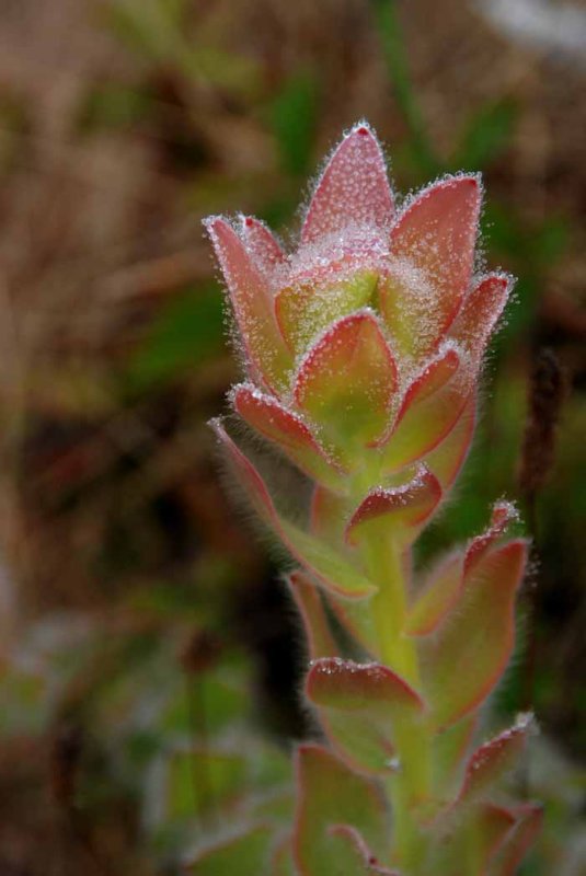 UC Santa Cruz Arboretum