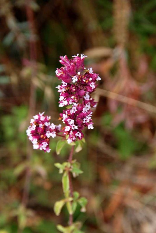 UC Santa Cruz Arboretum