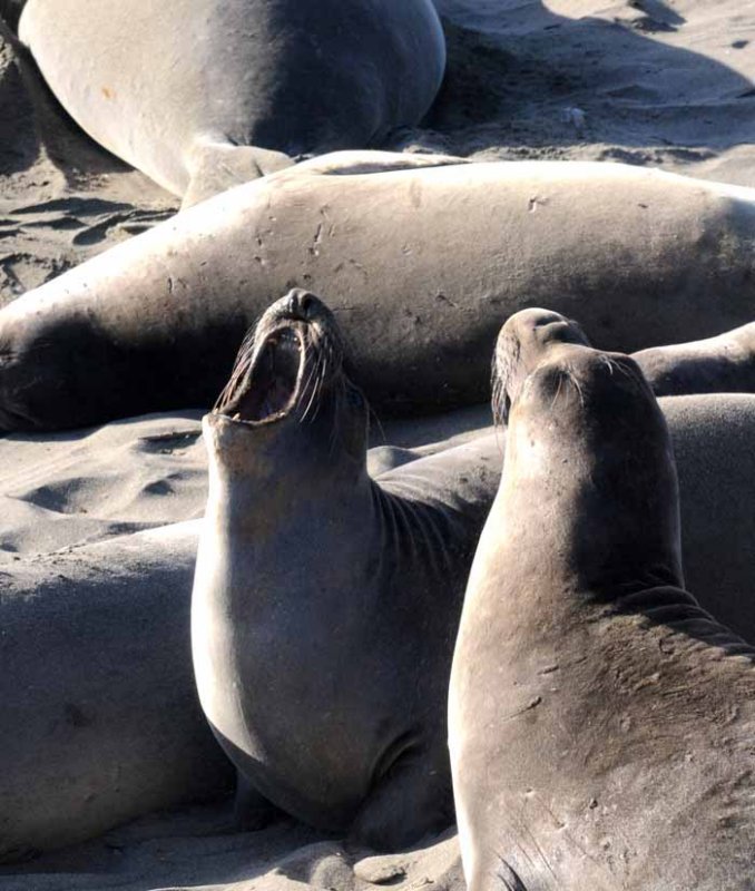 Northern Elephant Seals