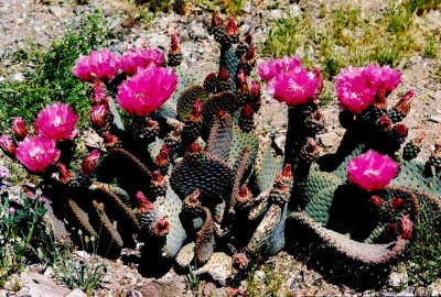 Desert Blooms & Succulents