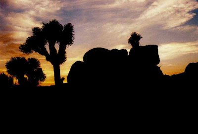 Joshua Tree National Park, - Scenes