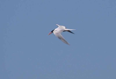 Bolsa Chica Wetlands