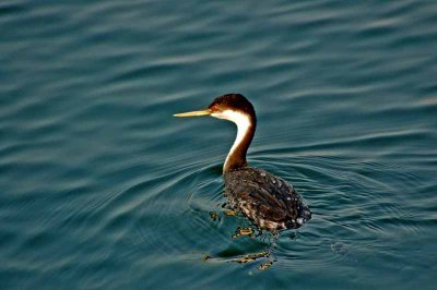 Bolsa Chica Wetlands