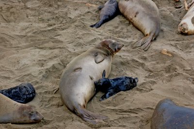 Elephant Seals of Piedras Blancas