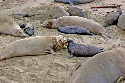 Elephant Seals of Piedras Blancas